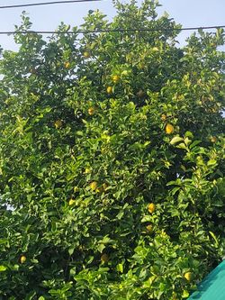 Organic 🍋 lemons
