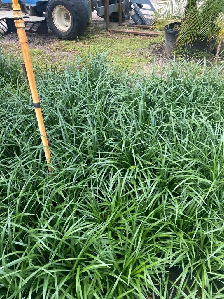 Liriope plants