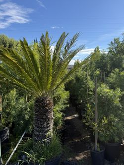 24 Gallon Sago Palm 