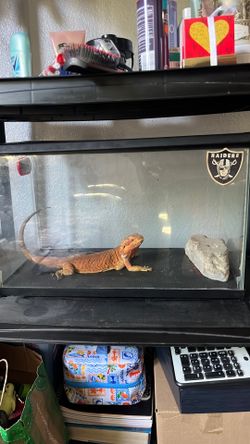 Lizard Tank