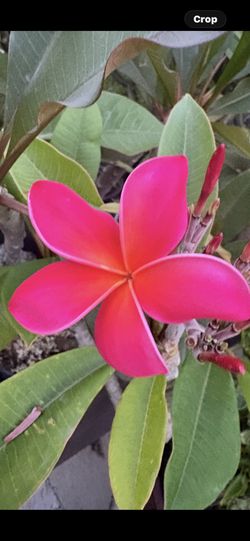 Plumeria