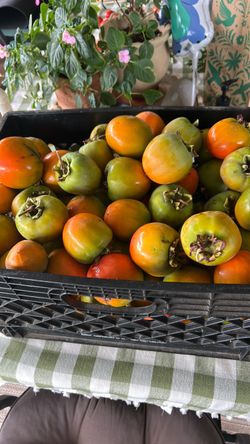 Fresh Persimmons – Large Crate