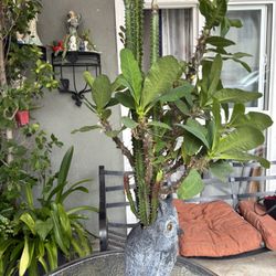 Plantas