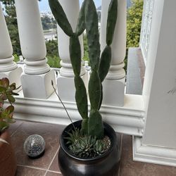 Outdoor Cactus/succulent 
