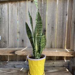 Indoor Mother-in-Law or Snake Plant