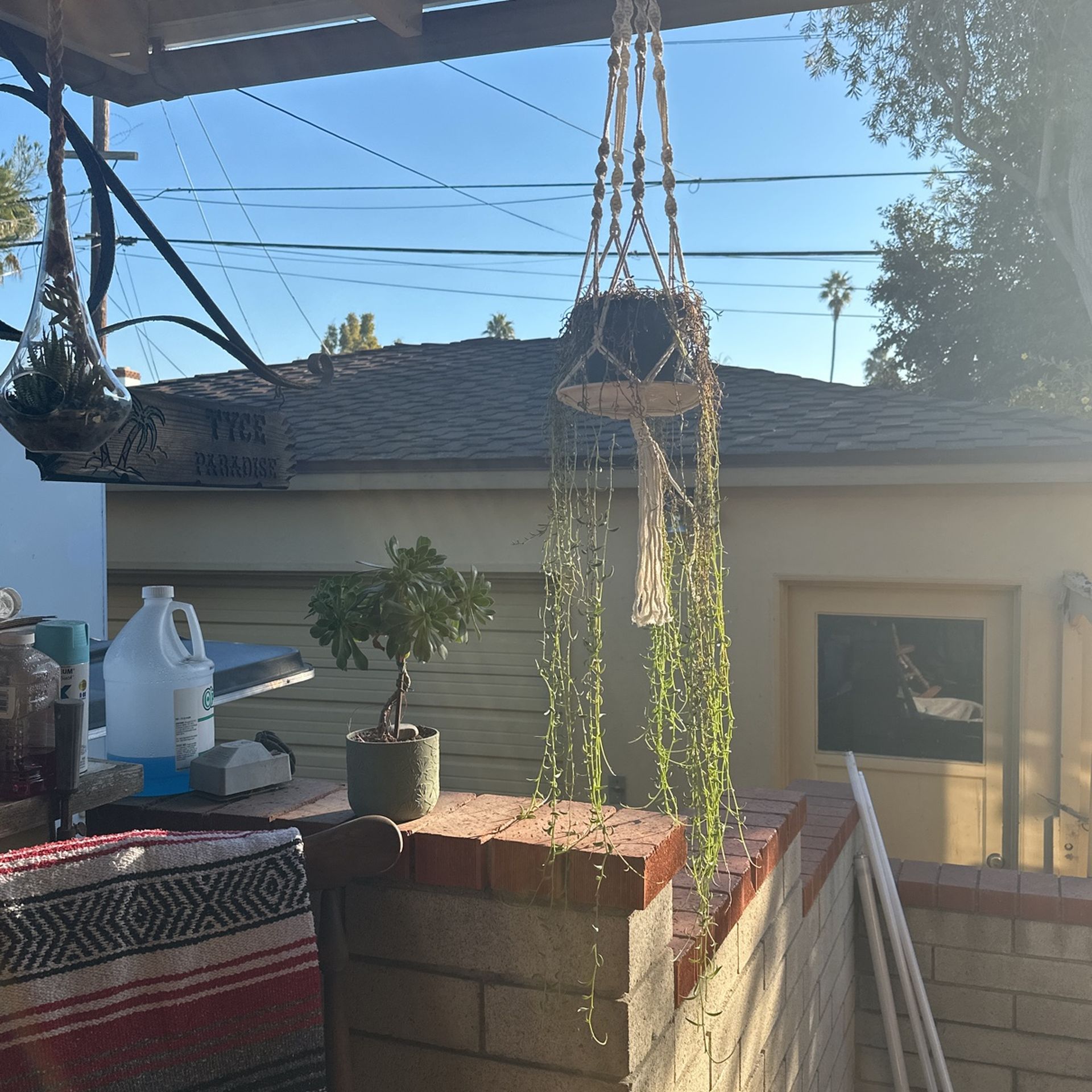 Hanging Succulent