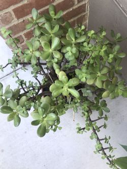 very nice full plant in clay pot