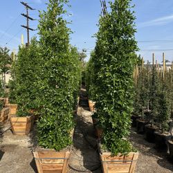 Ficus Nitida Indian Laurel Privacy Hedge