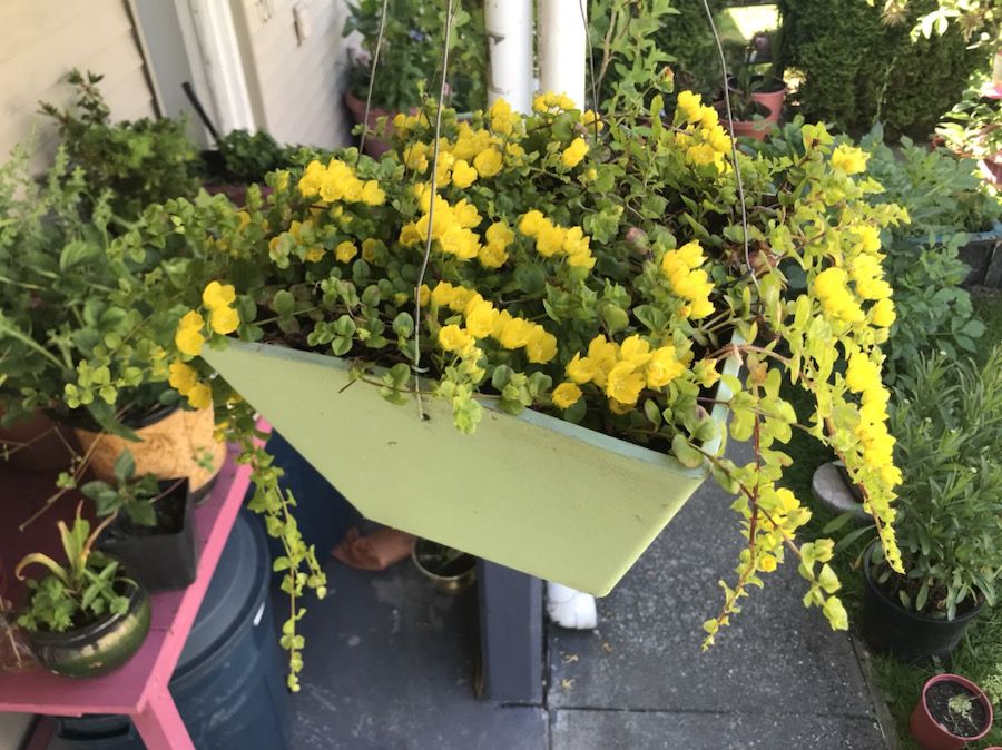 Beautiful hanging plant