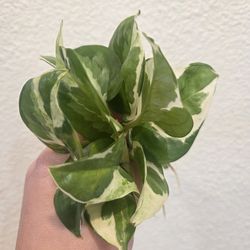 Pearls and Jade Pothos Plant Cuttings