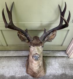 Large Vintage Taxidermy Buck Deer Wall-mount