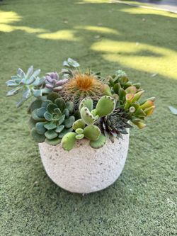Succulent arrangement