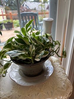 Pothos in six in ceramic pot