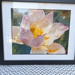 Photograph Beauty Titled "Lotus Blossom" By Penelope Nettles