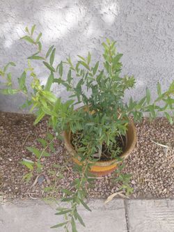Plants $50+
