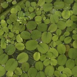 Free Aquarium Fish Tank Plants 