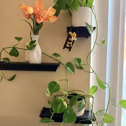 Pothos Plants With Wall Hanging Set