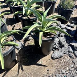 Agave Vilmoreana 