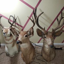 Animal Heads 