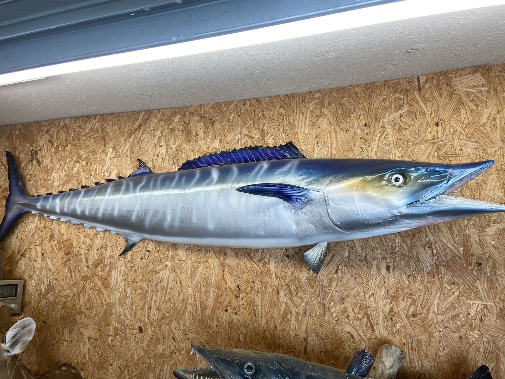 Photo Replica Wahoo Fish. Taxidermy