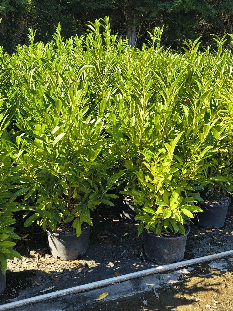 Skip Laurel