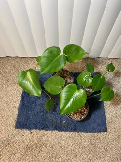 Monstera