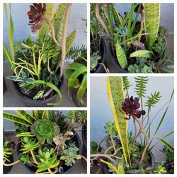 Succulents Arraignment Bouquet large pot 11" x 11"