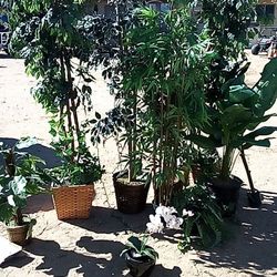 12 Fake Tree's $250 Obo Takes The Whole Lot 