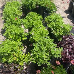 Citronella