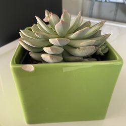 $5 Succulent 