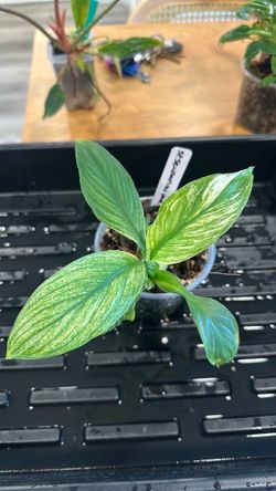 Peace lily variegated