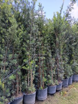 Podocarpus over 7 to 9 feet tall instant privacy hedge for fence all sizes available minimum qty 20 plus
