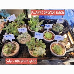 SUCCULENT AND PLANT SALE TODAY IN SAN LORENZO STARTS AT 1:00 PM 