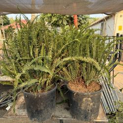 Ferns Plants 🪴$25 each 