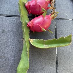 Dragon Fruit Plant (fruit Is Not Included) White Flesh