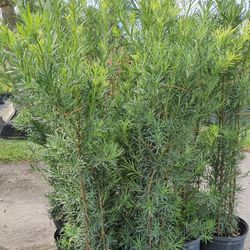Podocarpus 5 Feet Tall Instant Privacidad Hedge For Fence Green Full Ready For Planting Same Day Delivery 