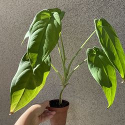 Beautiful Syngonium Chiapense Plant