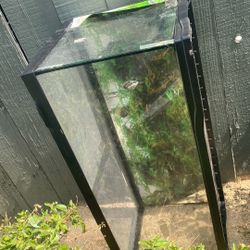 Fish Tank 