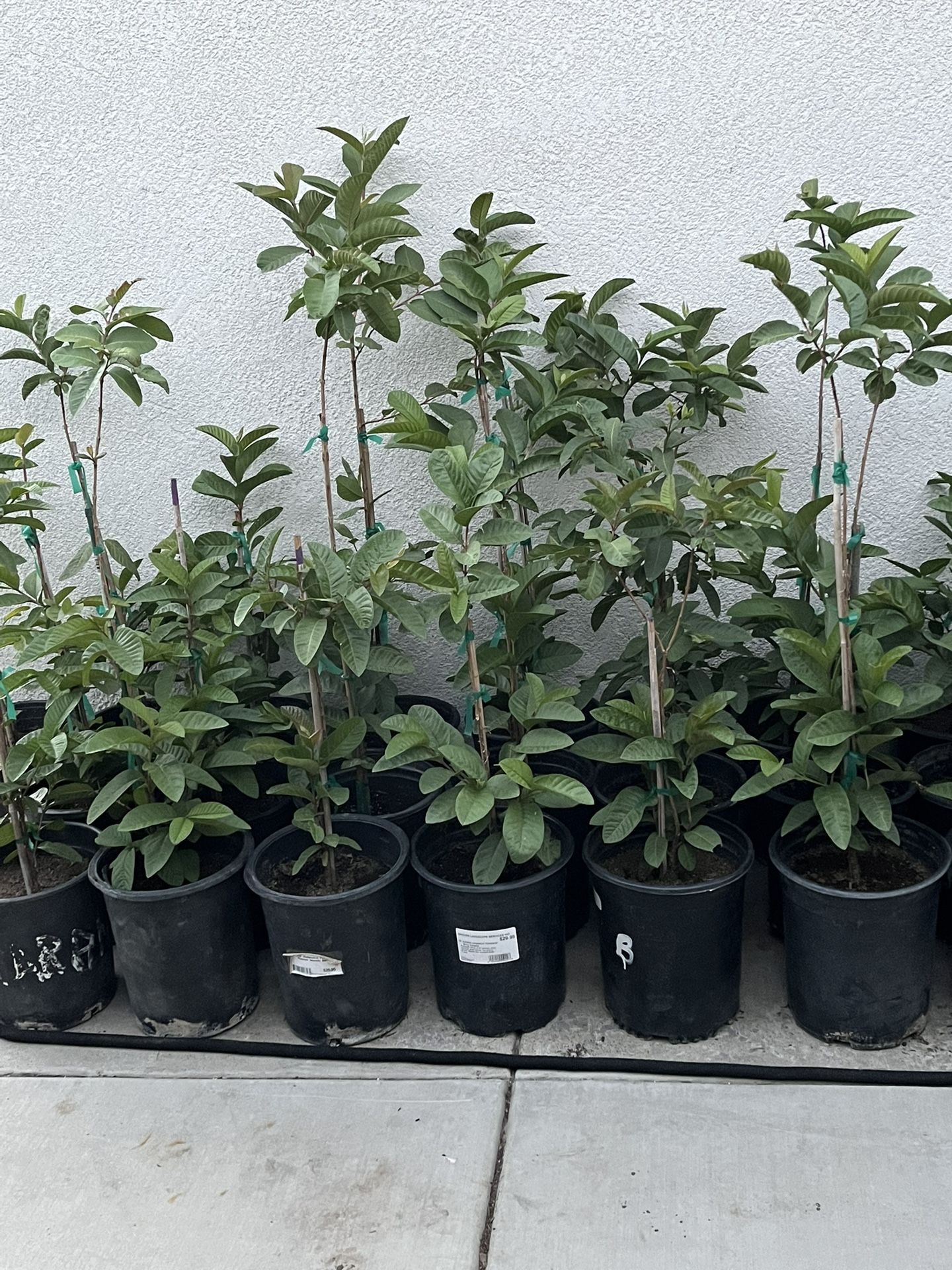 Plantas De Guallavos Disponibles