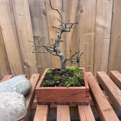 Bonsai Japanese Maple