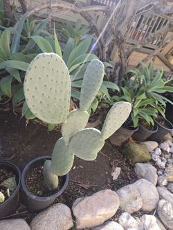 Cactus Burbank Prickly Pear Spineless Opuntia Tuna 1 Gallon Drought Tolerant