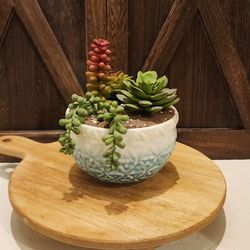 Handmade Ceramic Succulent 