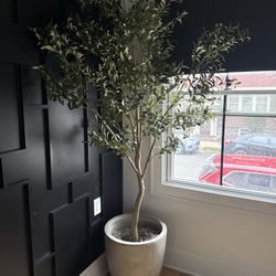 8ft Olive Tree With  18in Concrete Planter 