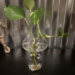 Small Glass Mushroom Propagation Vase with Plant