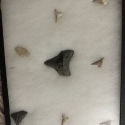 Megalodon Shark Teeth Real FOSSIL 100  years old 