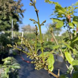 Lychee Sweetheart Already Blooms 