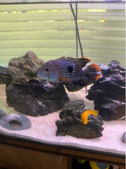 125 gallon freshwater fish tank with stand
