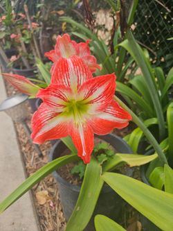 Amaryllis Plants