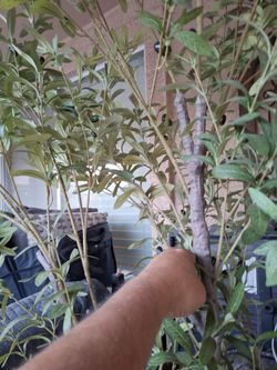 Artificial olive tree