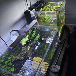 aquarium decorations